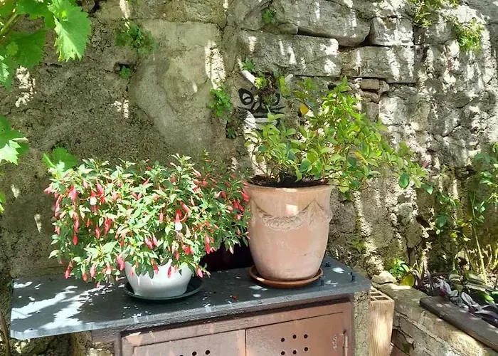 Krizanec * אופטיה